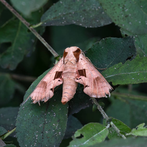 istock Top/rear view close-up of an Achemon sphinx moth (Eumorpha achemon) 1327347801