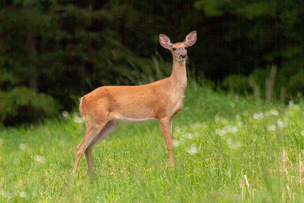 istock Deer (Doe) at edge of the forest - Side View 1327348743