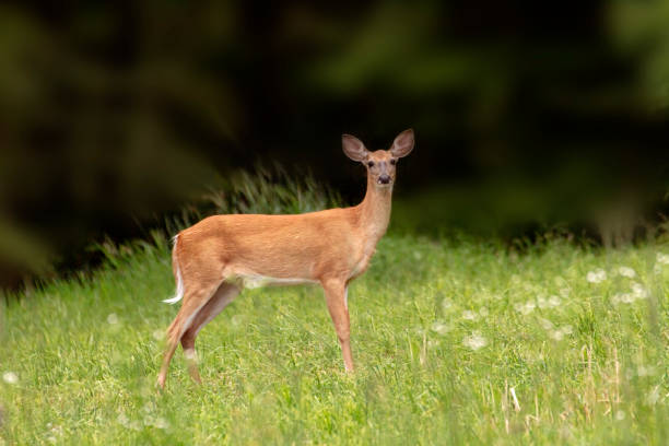 istock Deer (Doe) Standing in a Field of Grass 1327348758
