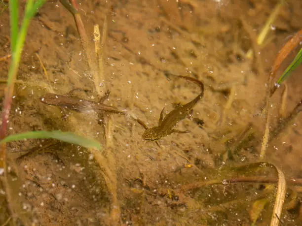 Smooth newts in pond water - Lissotriton vulgaris - formerly Triturus vulgaris. UK, June.