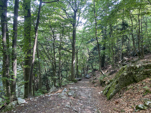 istock Marguareis Natural Park: path through the woods 1327351552