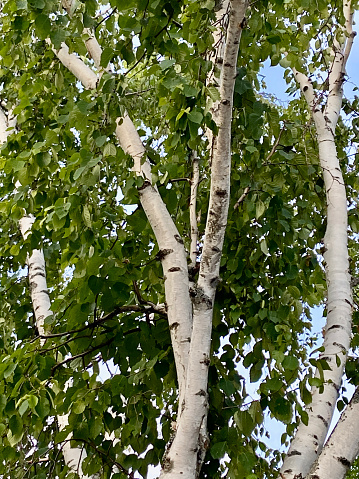 Closeup of Silver Birch tree with white bark