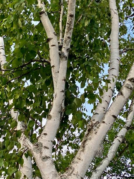 silver birch tree - silver birch tree imagens e fotografias de stock