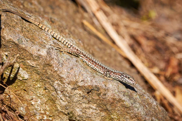istock Common wall lizard sunbathing on a rock in the morning 1327355174