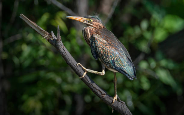 istock baby green heron on a branch 1327355347