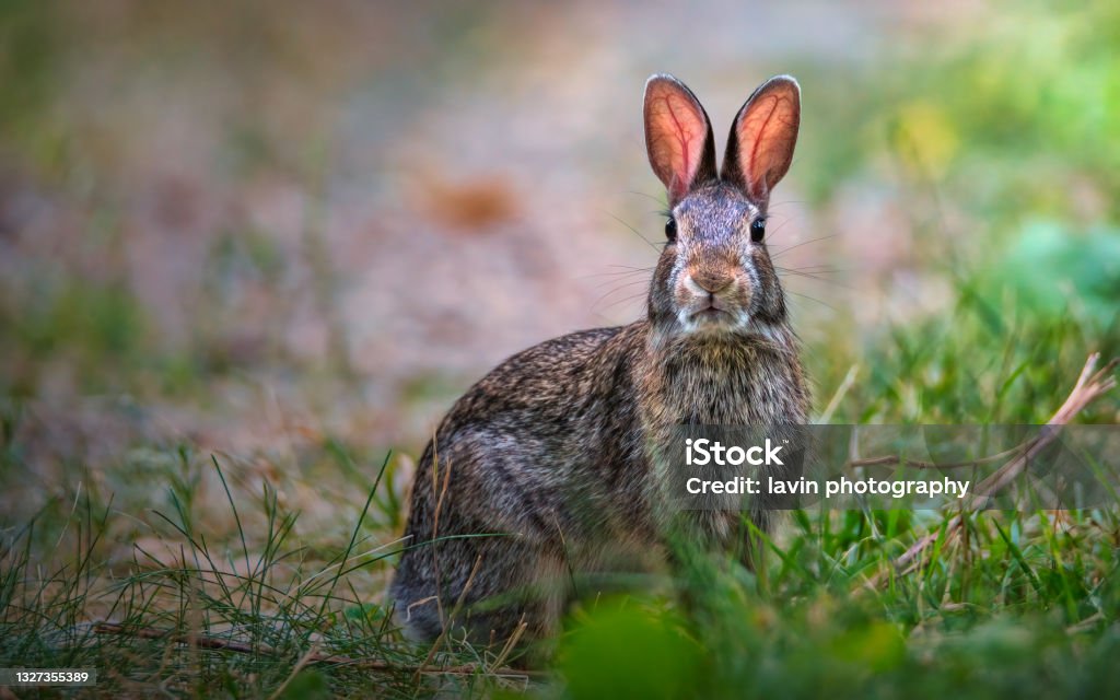 portrait of a rabbit Rabbit - Animal Stock Photo