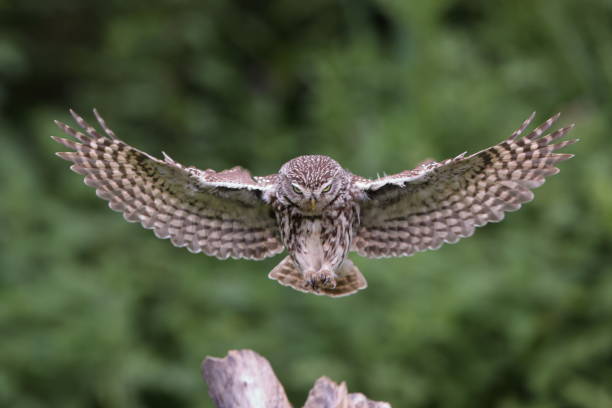istock The little owl 1327355499