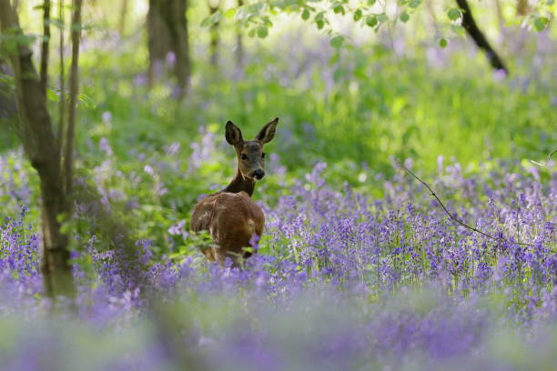 un chevreuil dans les jacinthes printanières - campanula photos et images de collection