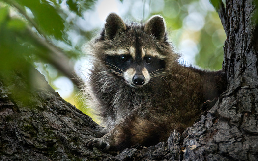 Raccoon, Procyon lotor,  by the water in Kalispell, Montana.