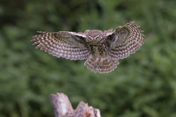 istock The little owl 1327355602