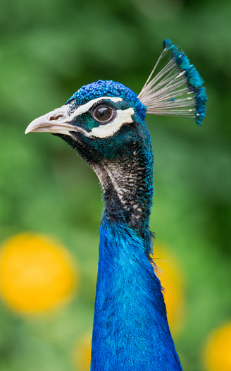 Portrait of beautiful peacock on nature background. Close-up peacock