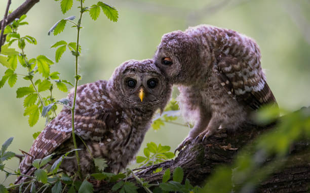 istock baby barred owls 1327355845