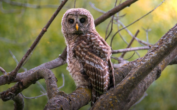 istock baby barred owls 1327355970
