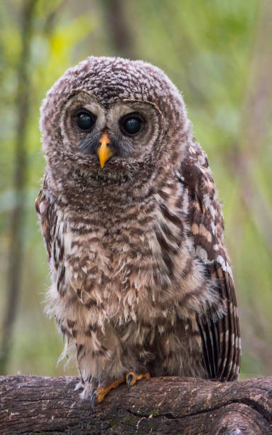 istock baby barred owls 1327355973