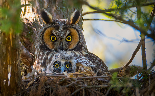 long eared owl with baby