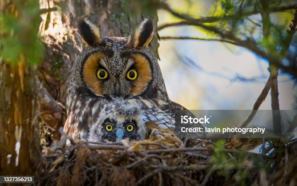 Long Eared Owl With Baby Stock Photo - Download Image Now - Owl, Bird, Portrait