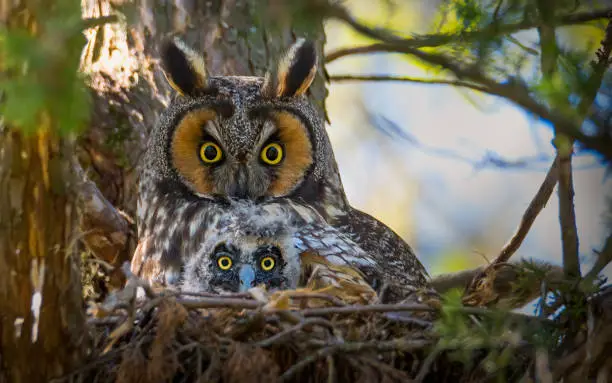 Photo of long eared owl with baby