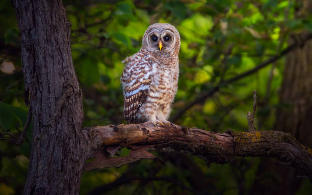 istock baby barred owls 1327357024