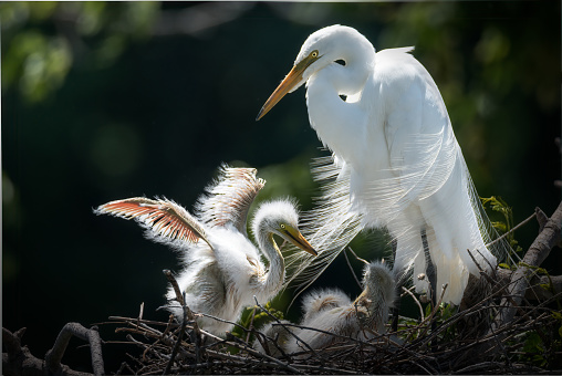 great egret with baby