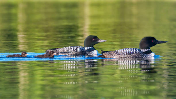 commoon loon family commoon loon family common loon photos stock pictures, royalty-free photos & images