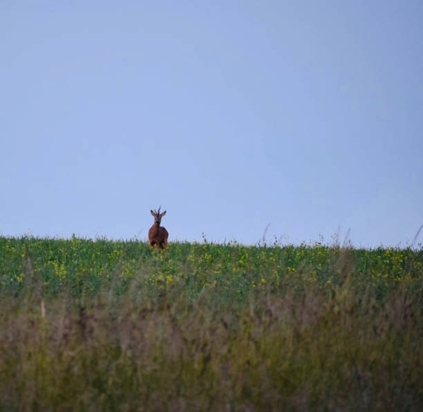 istock A male Roe deer at dusk in the UK 1327357210