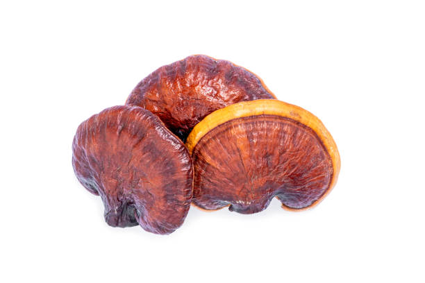 istock Dry Lingzhi mushroom on white background 1327357326