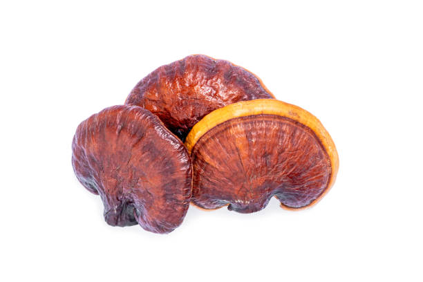 Dry Lingzhi mushroom on white background Dry Lingzhi mushroom on white background. (Ganoderma Lucidum). Chinese traditional medicine and nutritive value. ganoderma lucidum stock pictures, royalty-free photos & images