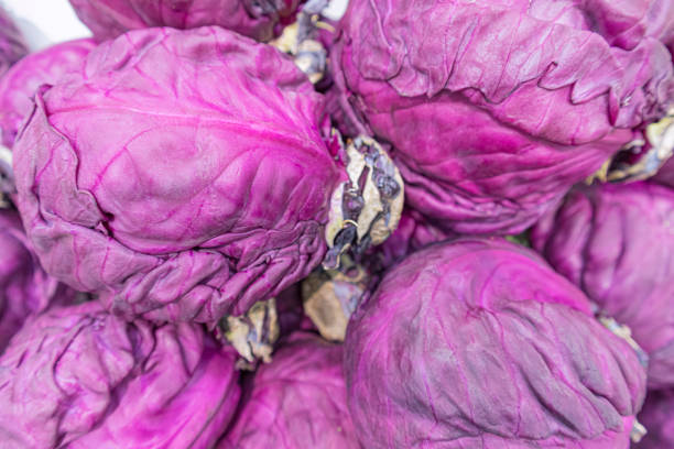 purple cabbage heads close up as a background. High quality photo