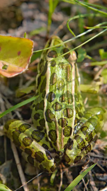 Photo of Northern Leopard Frog