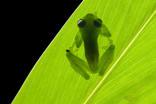Golden Poison Frogs (Phyllobates terribilis)
