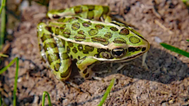 Photo of Northern Leopard Frog