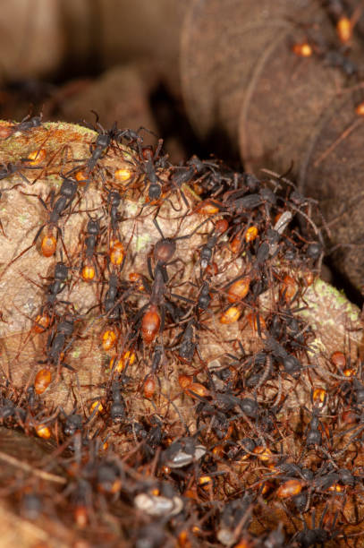 180+ Fotos, Bilder und lizenzfreie Bilder zu Wanderameisen iStock