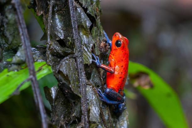 istock Strawberry Poison-Dart Frog - Oophaga pumilio 1327359556