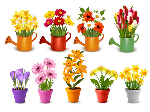 мега коллекция весенних и летних красочных цветов в горшках, поливных банках и вазах. вектор - daffodil flower yellow vase stock illustrations
