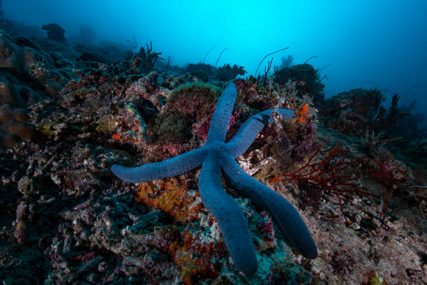 Image of the stunning Blue sea starfish at the Buoy#6, Malakal Channel in Palau - Micronesia
