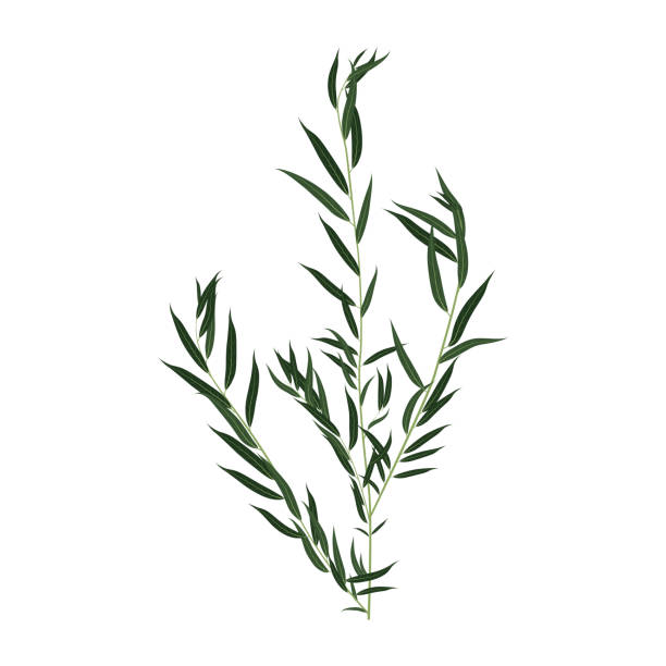Willow branch isolated on white background Willow branch isolated on white background. Flat vector illustration willow tree stock illustrations