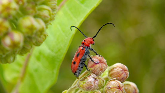 Close-up of a red milkweed beetle sitting on the pink flower buds of a milkweed plant