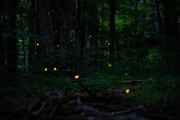 istock Real fireflies lights in the forest at night magic scenic view 1327362842