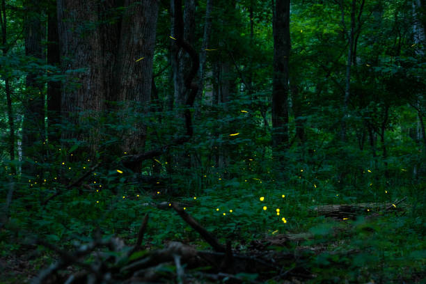 Real fireflies lights in the forest at night magic scenic view Real fireflies lights in the forest at night magic scenic view nobody firefly forest stock pictures, royalty-free photos & images