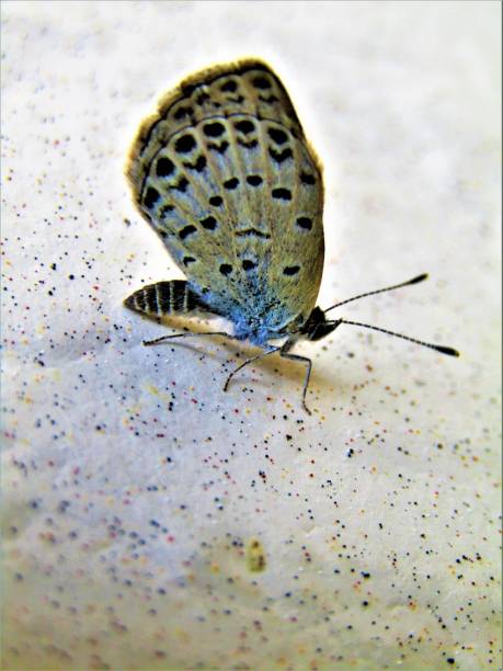 Butterfly on the wall. Portrait.