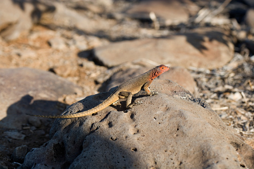 Female Galapagos Lava Lizard (Microlophus albemarlensis) is only found in South America and the Galapagos. Seven species are endemic to the Galapagos - one on each island