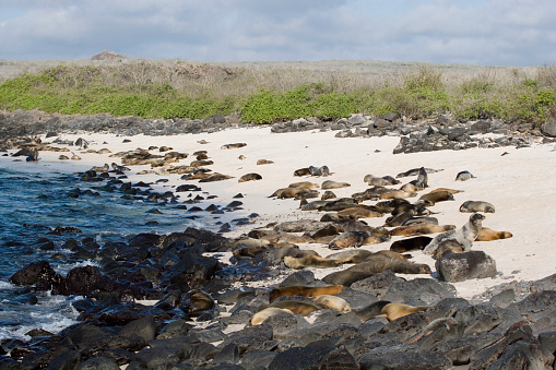 Colony of Galapagos Sea lions ( Zalophus wollebacki ) on a beach at Gardner Bay; Espanola Island, in the Galapagos Archipelago, Ecuador, South America