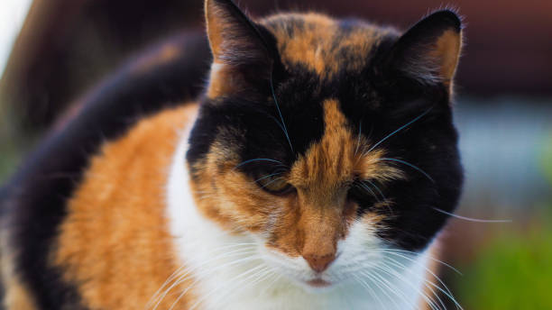 istock Cat isabelle, in a garden 1327365339
