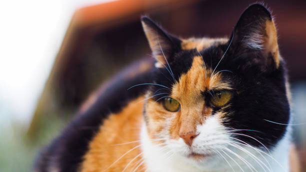 istock Cat isabelle, in a garden 1327365356
