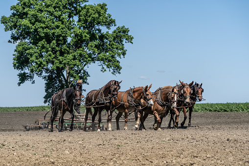 Ronks, Pennsylvania, USA-June 17, 2021: Amish farmer uses a team of horses to plow his Lancaster County field for planting.