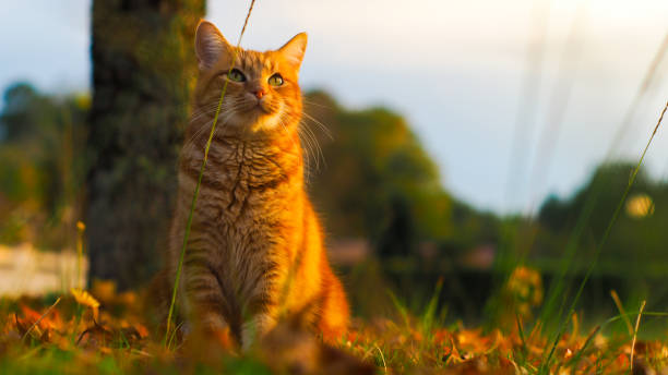 istock Adorable little red cat, galloping in a meadow 1327365379