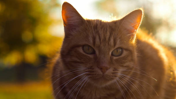 istock Adorable little red cat, galloping in a meadow 1327365388