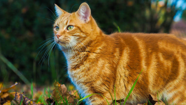 istock Adorable little red cat, galloping in a meadow 1327365415