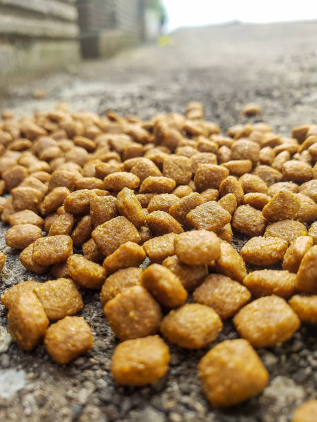 istock Close up cat food scattered on the floor 1327366419