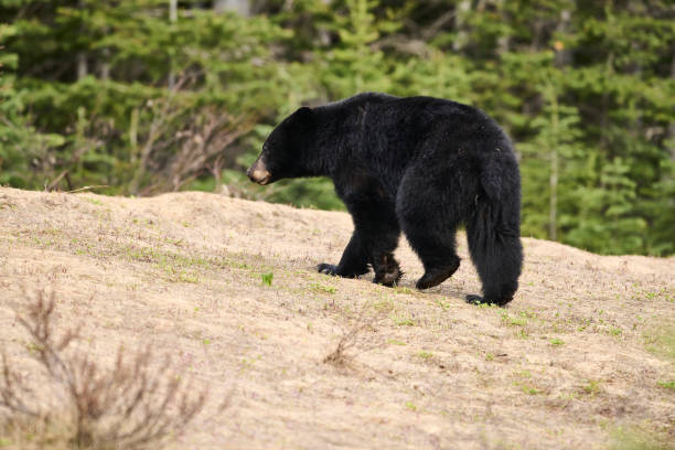 istock Young  American black bear (Ursus americanus) 1327368226